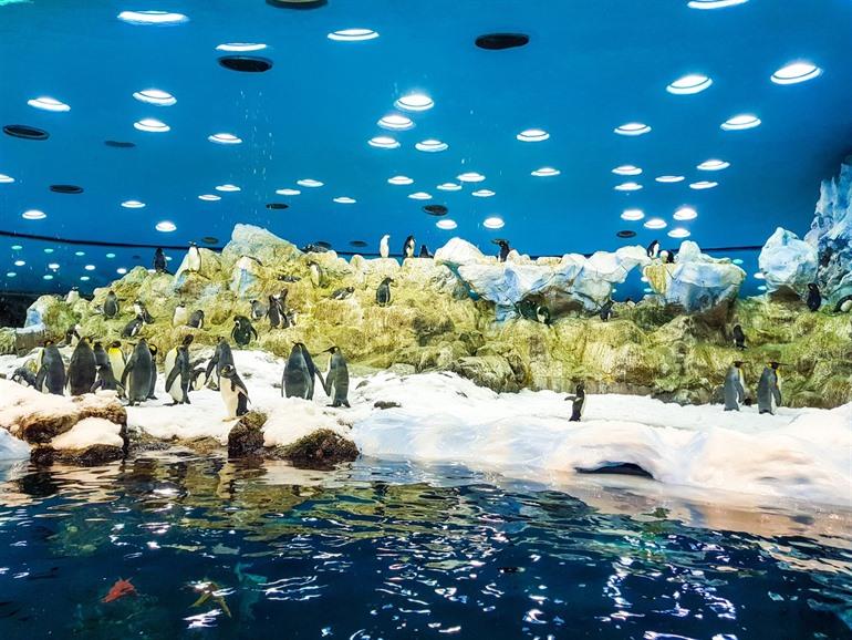 Loro Parque Pinguin