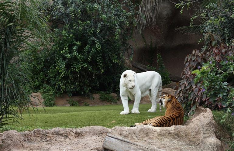 Loro Parque Tiger