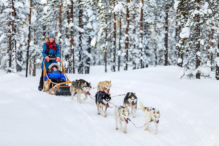 Unternehmen Sie eine Husky-Schlittentour!