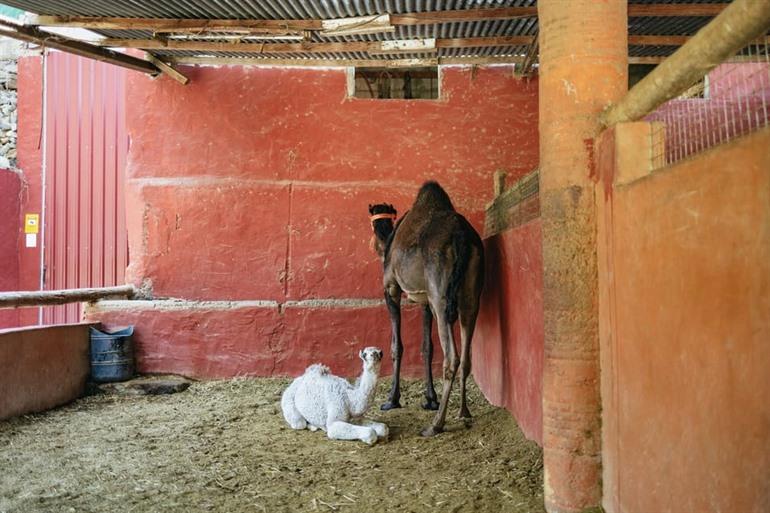 Unternehmen Sie eine Kamelritt bei Camel Safari