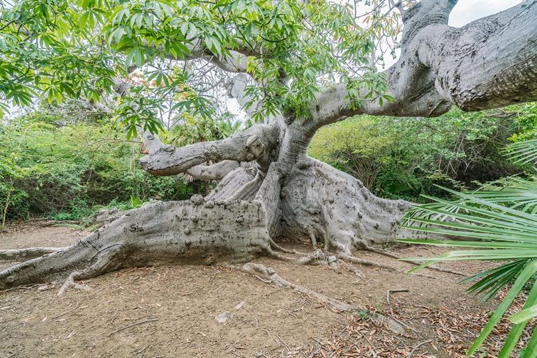 Mehr als 800 Jahre alter Baum bei Hofi Pastor, Curaçao