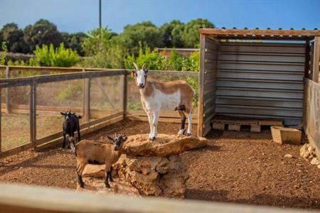 Menorca Agroturismo Llimpet in Alaior buchen