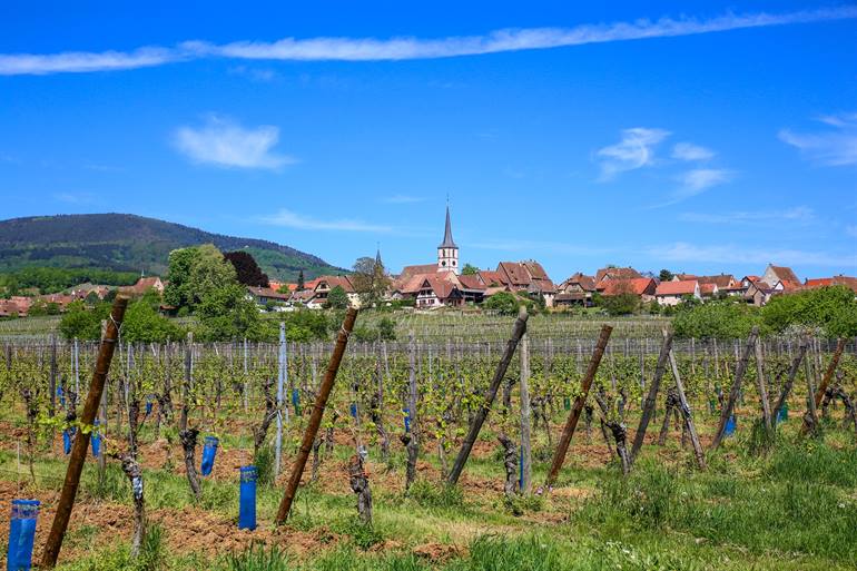 Mittelbergheim im Elsass