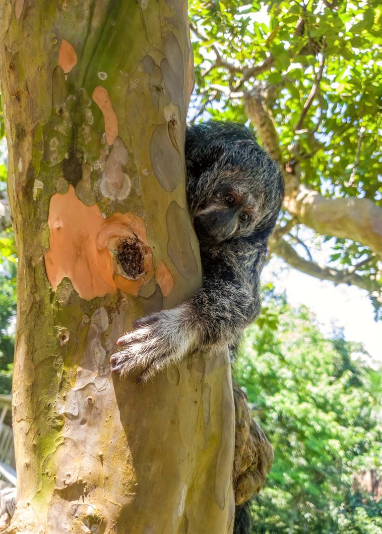 Mönchs-Saki im Amazonas-Regenwald