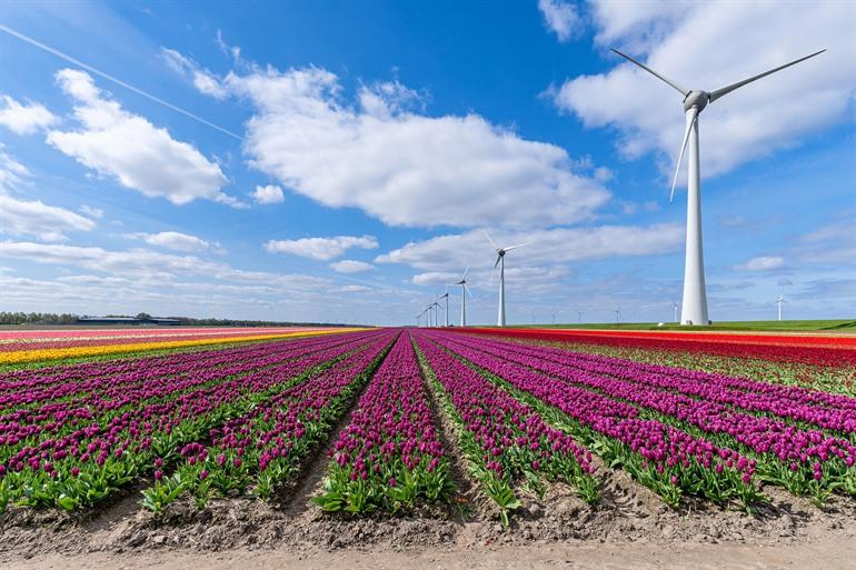 Wunderschöne Tulpenfelder in Flevoland