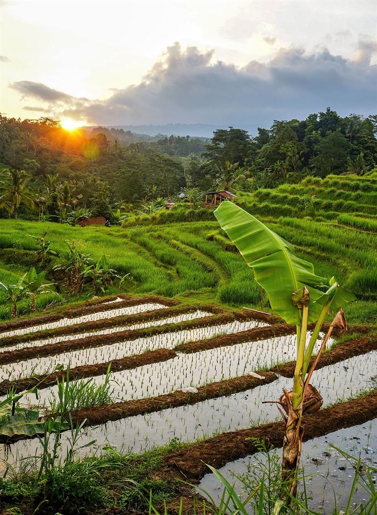 Die schönsten Reisterrassen auf Bali besuchen