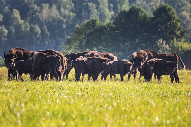 Nationalpark Bialowieza