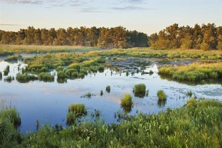 Nationalpark De Biesbosch