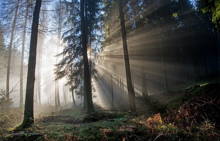 Nationalpark Hunsrück-Hochwald