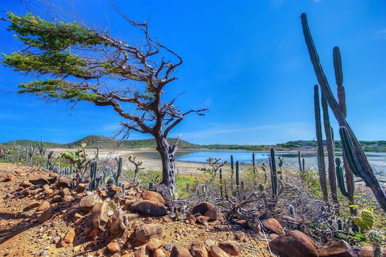 Den Washington-Slagbaai-Nationalpark auf Bonaire besuchen
