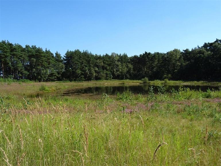 Natur Die Wasserralle in Beringen, Limburgische Kempen