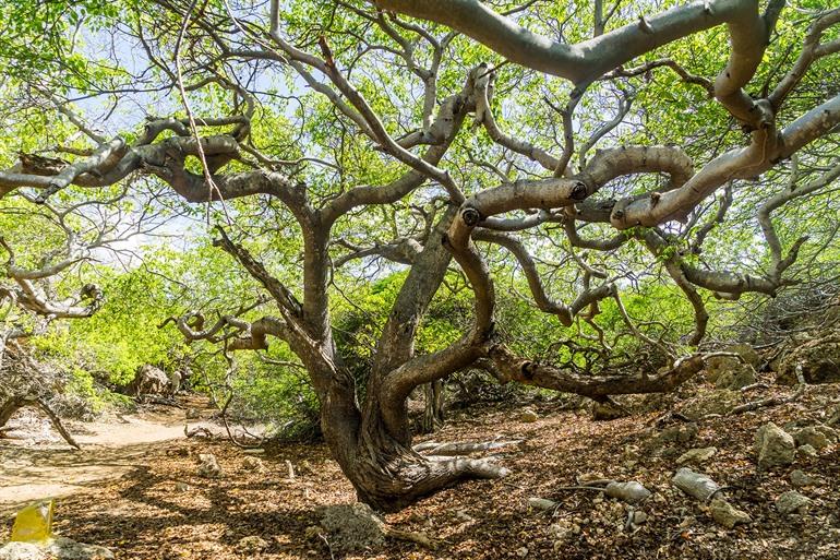 Natur in dem Shete Boka Park, Curaçao