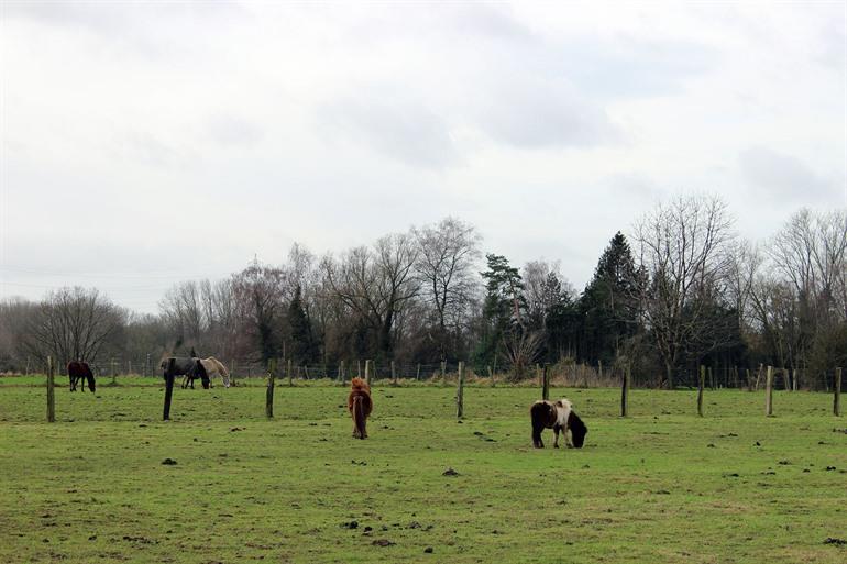 Naturschutzgebiet: Dronkenborre im Pajottenland