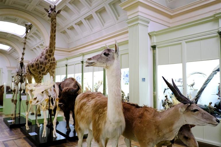 Naturhistorisches Museum in Tournai