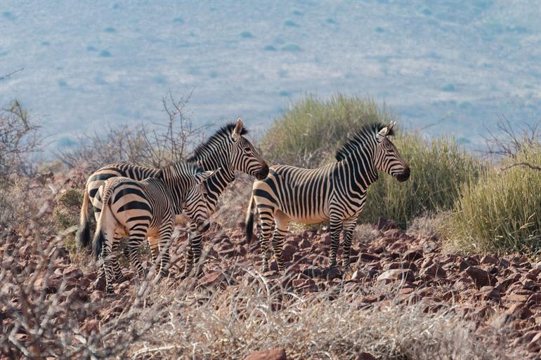 Naukluft Mountain Zebra Park