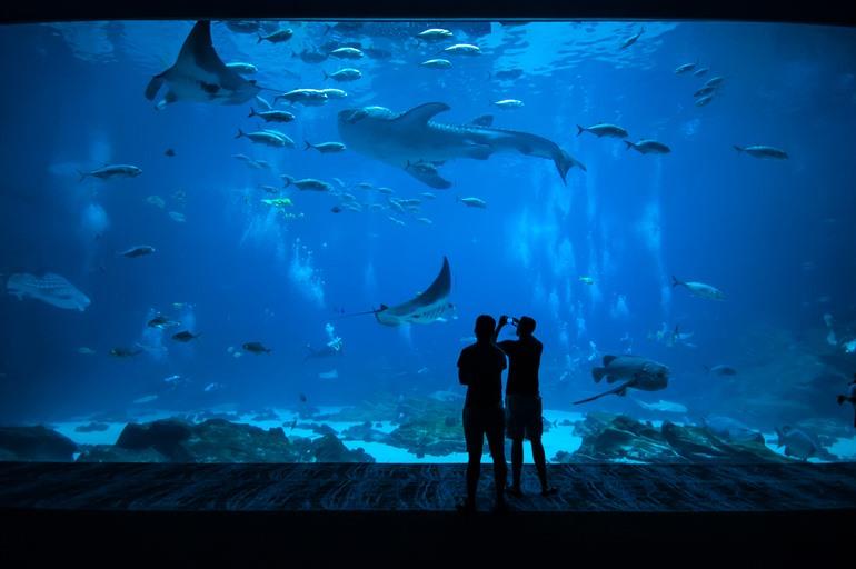 Nausicaa in Boulogne-sur-Mer besuchen