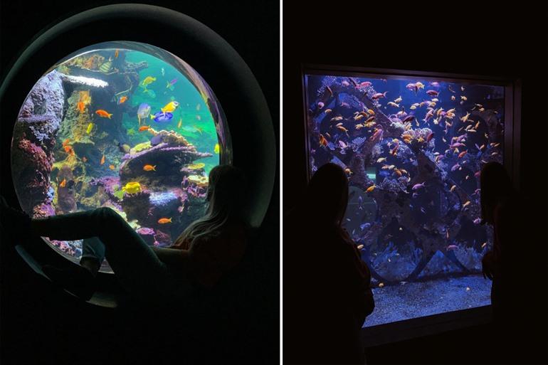 Nausicaä in Boulogne-sur-Mer besuchen