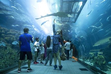 Nausicaa-Tunnel im Aquarium