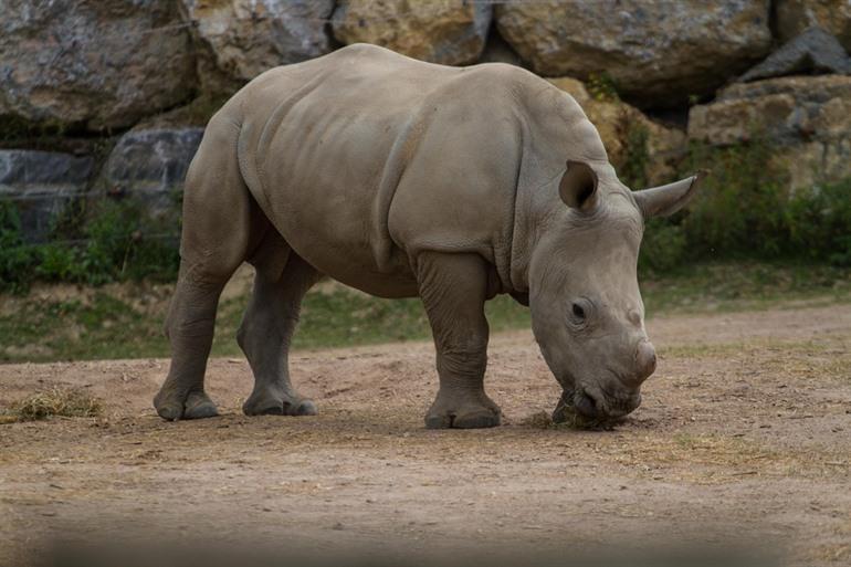 Nashorn Paari Daiza