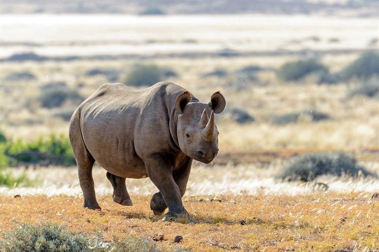 Nashörner in Damaraland beobachten