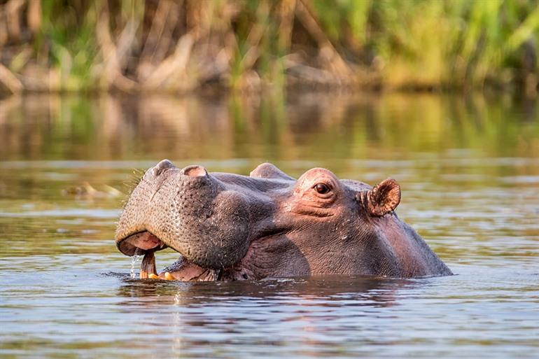 Nilpferde in der Caprivi-Strecke beobachten