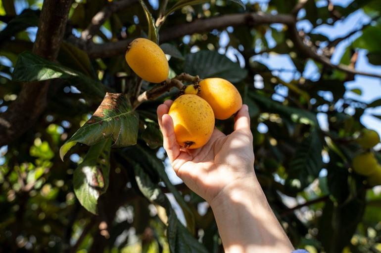 Nispero-Früchte (auch bekannt als Loquat) aus Callosa d'en Sarria