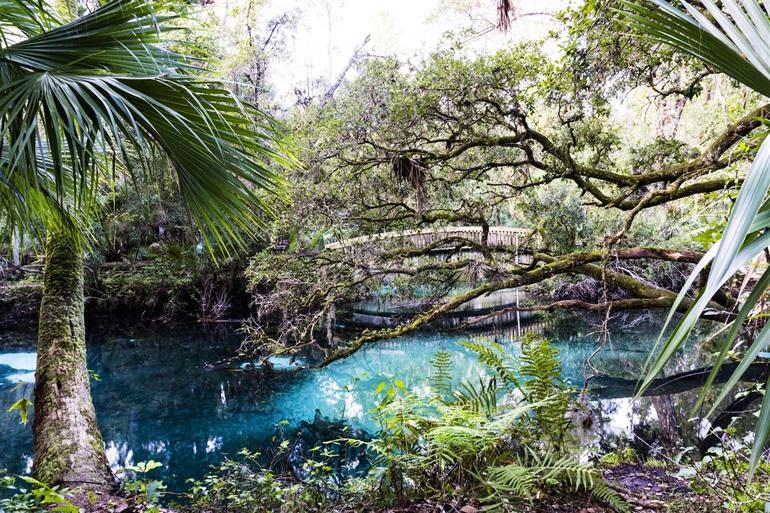 Ocala National Forest Florida