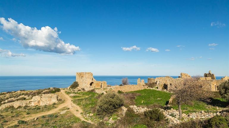 Occi, Korsika