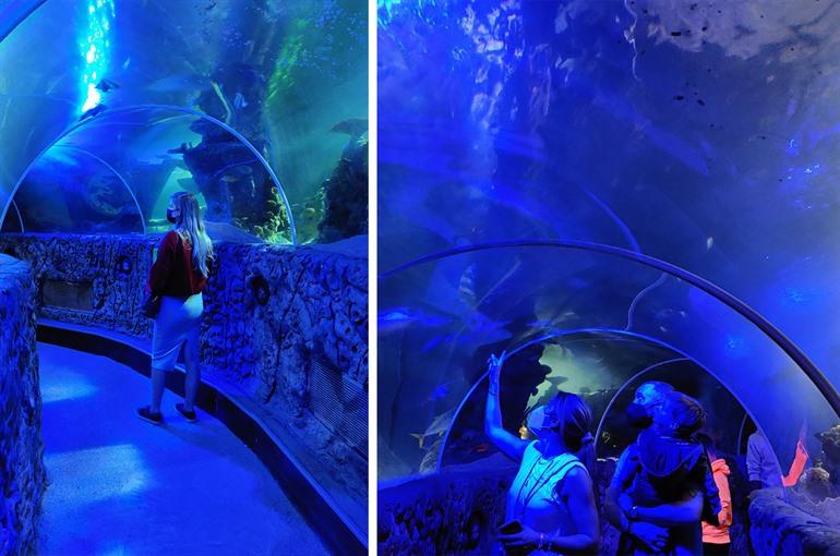 Ozeantunnel im SEA LIFE Blankenberge