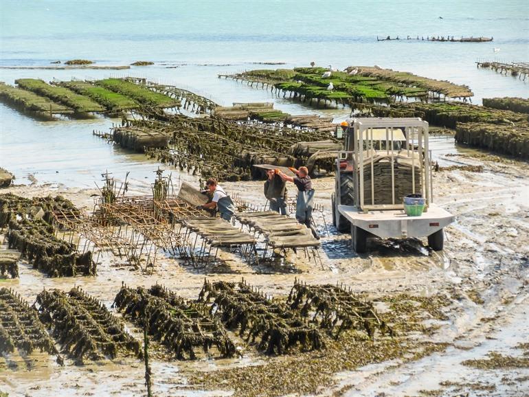 Austernfang in Cancale, Bretagne, Frankreich