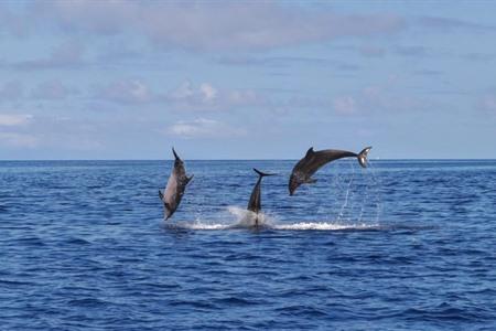 Oder buche eine Delfin-Schwimmexkursion auf der Insel Terceira.