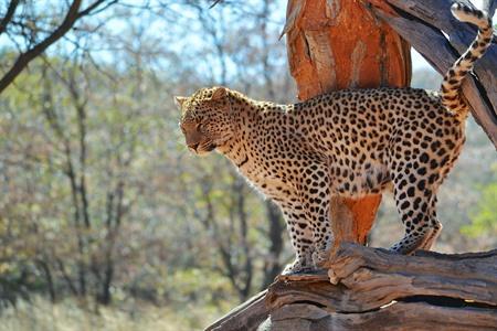 Okonjima Naturreservat