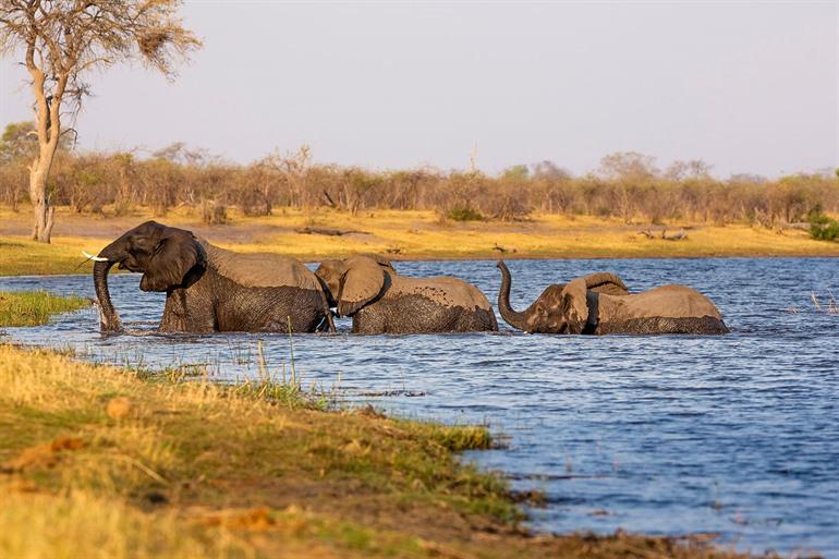 Elefanten im Bwabwata-Nationalpark