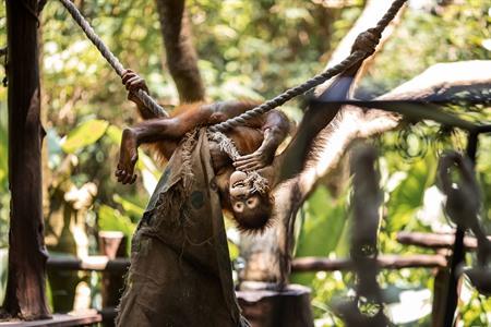 Frühstücken zwischen Orang-Utans im Bali Zoo