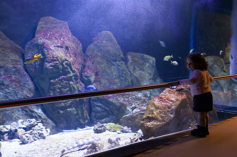 Entdecken Sie die Unterwasserwelt des Acquario di Livorno