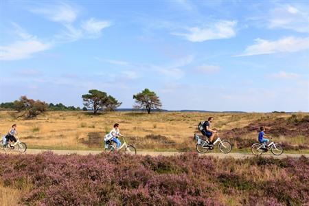 Entdecken Sie den Nationalpark De Hoge Veluwe mit dem Fahrrad