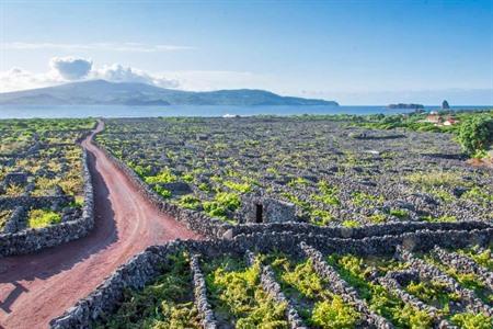 Entdecken Sie noch mehr der Weinbautradition auf der Insel Pico bei dieser Wein-Kulturführung.