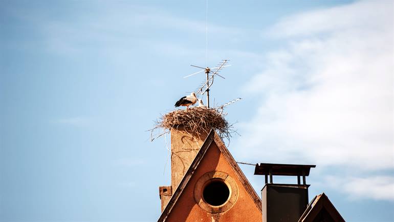 Storchennest in Hunawihr