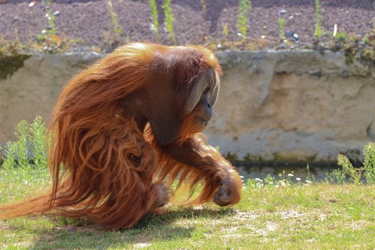Orang-Oetan Paari Daiza