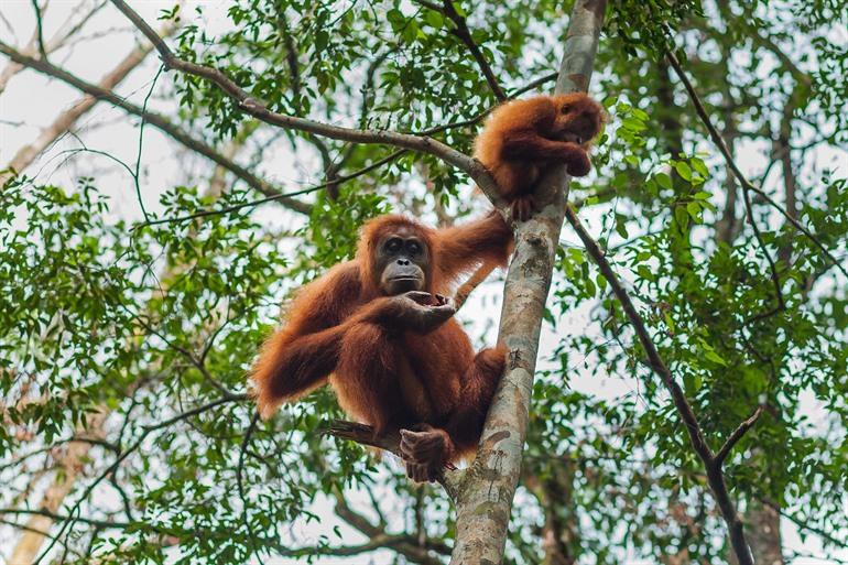 Orang-Utans im Dschungel von Bukit Lawang