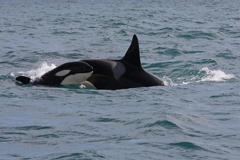 Orkas in Island (Westfjorde)
