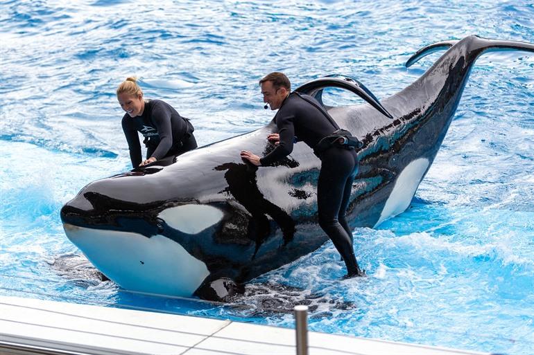Orca-Show in SeaWorld Orlando erleben