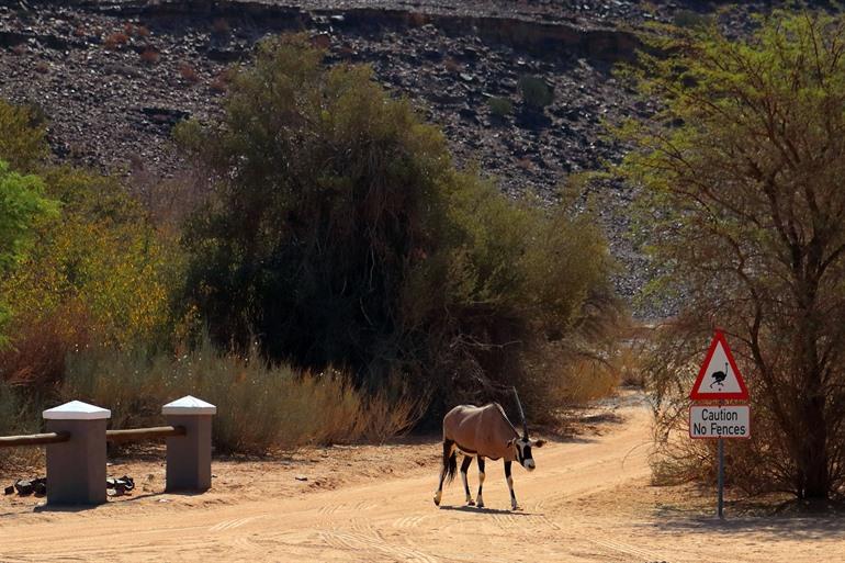 Oryx in der Nähe des Fish River Canyon beobachten