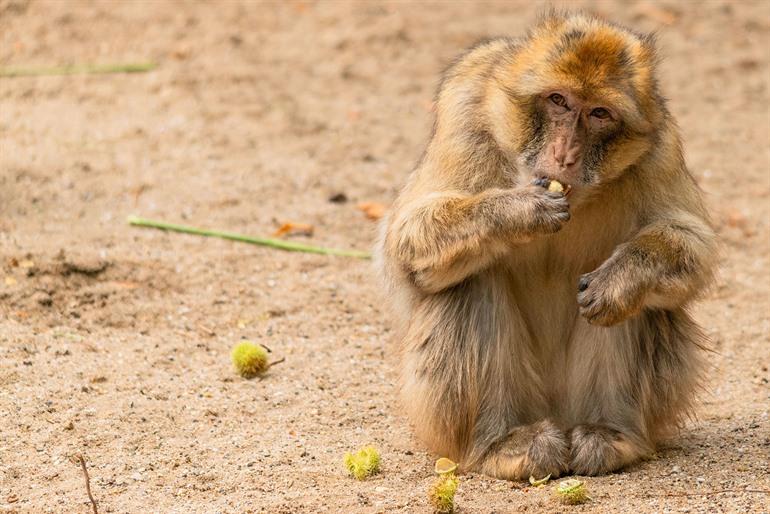 Ouwehands Tierpark