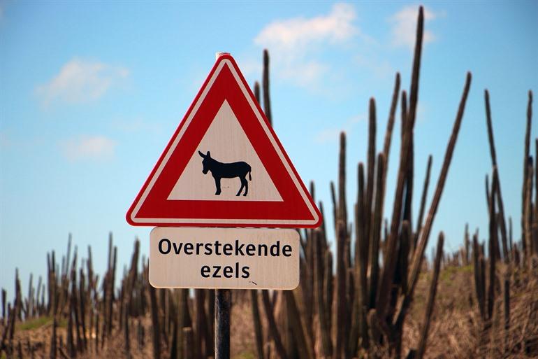 Überquerende Esel, Bonaire