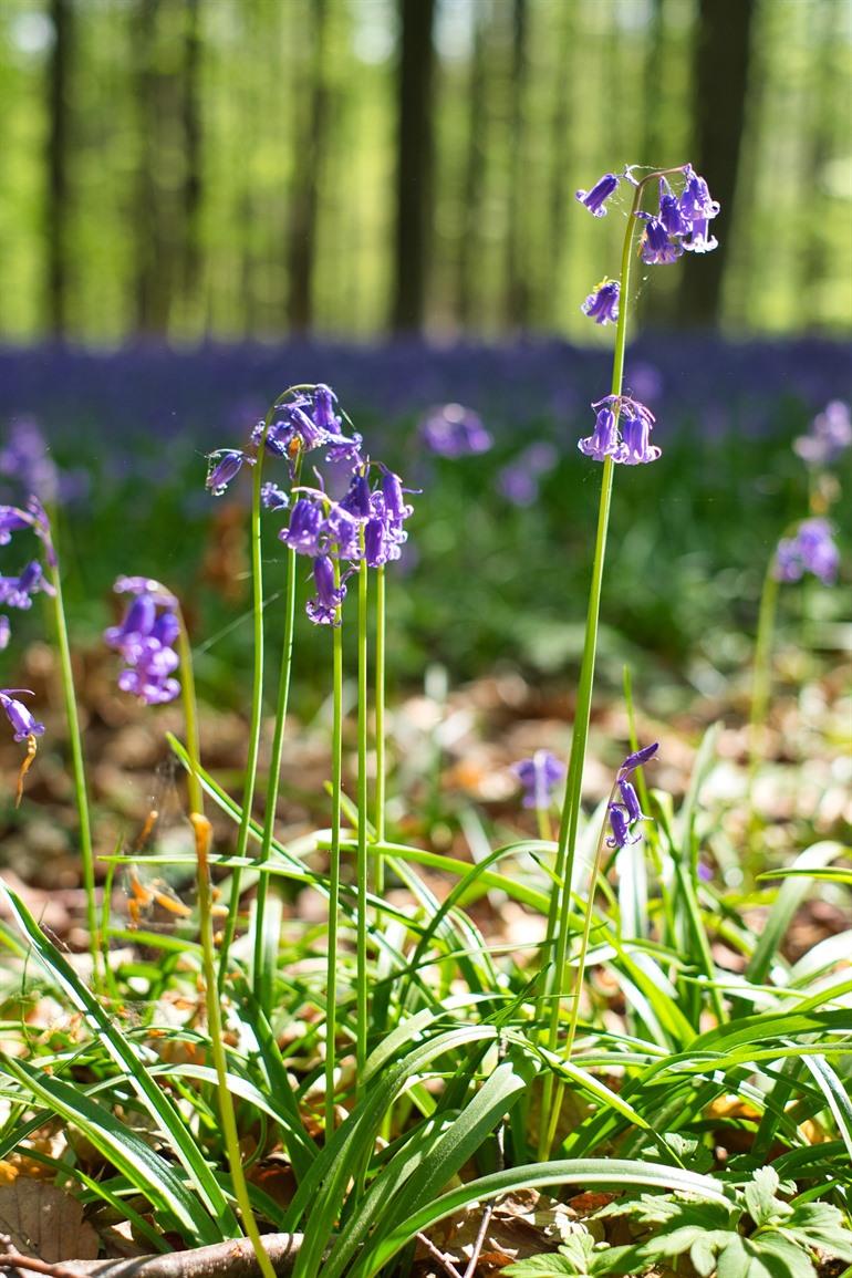 Lila Hyazinthen im Hallerbos