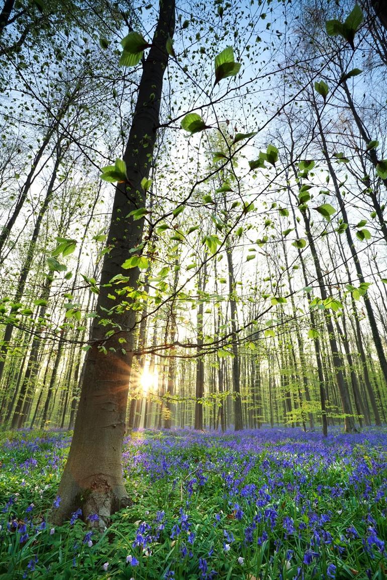 Lila Hyazinthen im Hallerbos