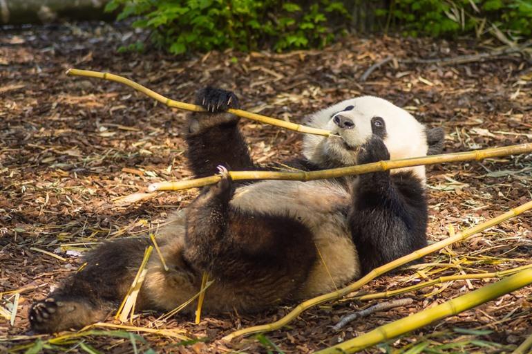 Panda im Pairi Daiza