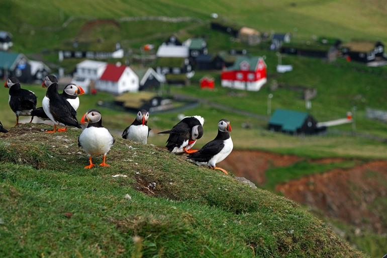 Papageientaucher auf der Insel Mykines beobachten