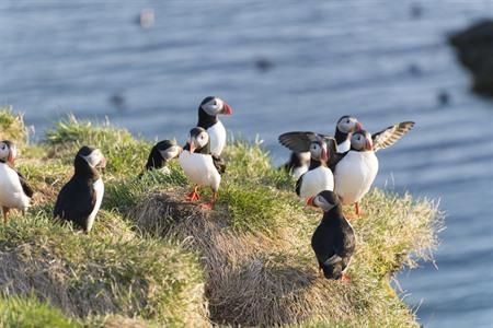 Wo man Papageitaucher in Island beobachten kann? Karte + Touren und Fotos